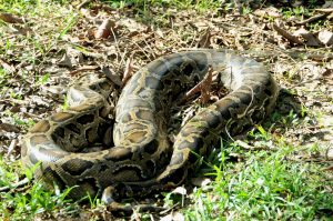 Boa constrictor