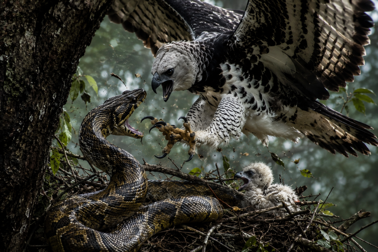 Harpy Eagle vs Snake