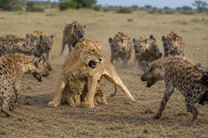 Lioness vs Hyenas