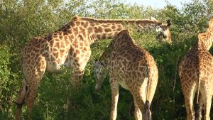 Giraffe