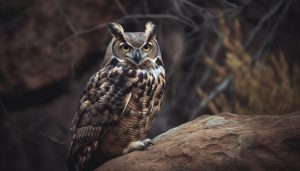 Great-Horned-Owl.