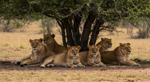 Lioness
